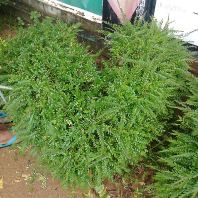 Whatsapp Image 2024 08 23 At 2.41.51 Pm